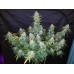 Six Shooter Auto - FastBuds
